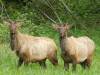 Moose II
(Klik om te vergroten) Moose II