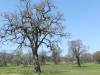 Laytonville, achter saloon Boomers
(Klik om te vergroten) Laytonville, achter saloon Boomers