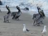 Pelikanen op het strand
(Klik om te vergroten) Pelikanen op het strand