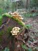 En nog een paar paddestoelen
(Klik om te vergroten) En nog een paar paddestoelen