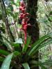 Bromelia
(Klik om te vergroten) Bromelia
