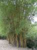 Bamboe
