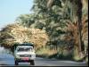 On the road to Minya
(Klik om te vergroten) On the road to Minya