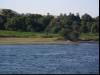 Along the Nile I
(Klik om te vergroten) Along the Nile I