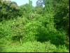 Jungle