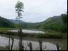 Rice field