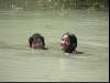 Swimming in the ricefield
