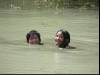 Swimming in the ricefield