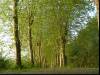 In the morning
(Klik om te vergroten) In the morning