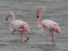 Flamingo's I
(Klik om te vergroten) Flamingo's I