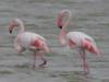 Flamingo's I