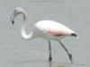 Flamingo
(Klik om te vergroten) Flamingo