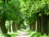Dijkje met bomen
(Klik om te vergroten) Dijkje met bomen