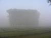 Misty Morning II
(Klik om te vergroten) Misty Morning II