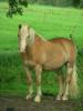 Paard bij Asselt
(Klik om te vergroten) Paard bij Asselt