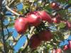 Appels in de zon
(Klik om te vergroten) Appels in de zon