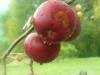 An apple a day ....
(Klik om te vergroten) An apple a day ....