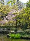 Rakusuien Garden
(Klik om te vergroten) Rakusuien Garden