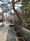 Tsuwano
(Klik om te vergroten) Tsuwano