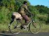 Pig on the move
(Klik om te vergroten) Pig on the move