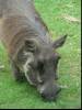 Warthog during lunch
(Klik om te vergroten) Warthog during lunch