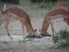 Impala's
(Klik om te vergroten) Impala's