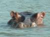 Hippo
(Klik om te vergroten) Hippo