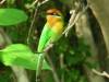 Little bird
(Klik om te vergroten) Little bird