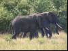 And yes, the elephants
(Klik om te vergroten) And yes, the elephants