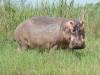 Angry (?) hippo
(Klik om te vergroten) Angry (?) hippo