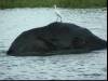 Elephant in the river
(Klik om te vergroten) Elephant in the river