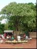 Selling bananas under the tree
(Klik om te vergroten) Selling bananas under the tree