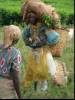 Tea-picker coming from the field