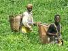 Picking tea
(Klik om te vergroten) Picking tea