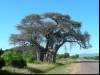 Boa Baab tree
(Klik om te vergroten) Boa Baab tree