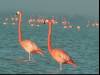 The Flamingos I
(Klik om te vergroten) The Flamingos I