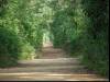 The forest is very beautiful.
(Klik om te vergroten) The forest is very beautiful.