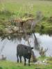 Kiwi Cow
(Klik om te vergroten) Kiwi Cow