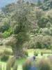 A brown sheep
(Klik om te vergroten) A brown sheep