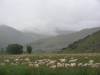 14 Million sheep
(Klik om te vergroten) 14 Million sheep