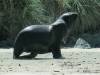The sealion
(Klik om te vergroten) The sealion