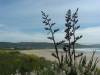 Porpoise Bay I