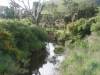 A creek on the road to Owaka
(Klik om te vergroten) A creek on the road to Owaka