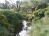 A creek on the road to Owaka