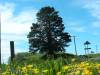 Just a tree
(Klik om te vergroten) Just a tree