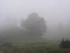 Mist in de morgen
(Klik om te vergroten) Mist in de morgen