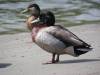 Kiwi Duck
(Klik om te vergroten) Kiwi Duck