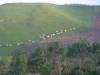 Cows going to....
(Klik om te vergroten) Cows going to....