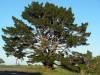Tree of all Trees
(Klik om te vergroten) Tree of all Trees