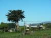 A tree and a house